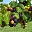 Grapes getting ripe