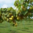 Even more grapes