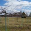 March 2010: Bare Vines 2