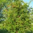 May 2010 - Profusion of pomegranates
