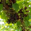 August 2010: Grape season V