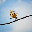 Perching dragonfly
